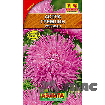 Астра Гремлин розовая Аэлита Ц 