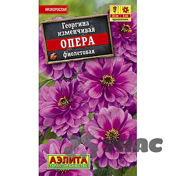 Георгин Опера Фиолетовый махров Аэлита Ц 