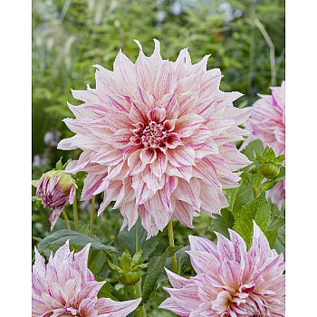 Георгина Кофе О Лейт Твист I 1 шт 