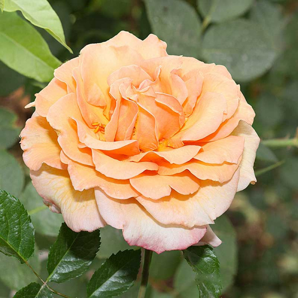 Роза плетистая Барок Садовита