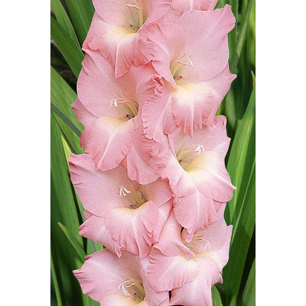 Гладиолус Френдшип 12/14 5 шт Садовита