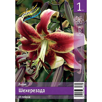 Лилия Шехерезада 12/14 1 Эконом шт