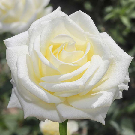 Роза чайно-гибридная Полар Стар Садовита