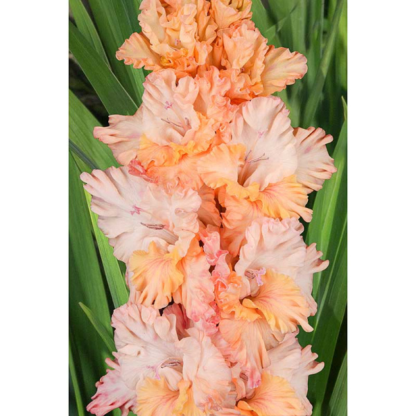 Гладиолус Янтарная Лоза 8/10 5 шт, Садовита 