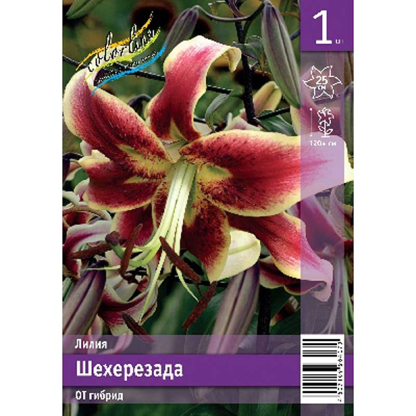 Лилия Шехерезада 12/14 1 Эконом шт