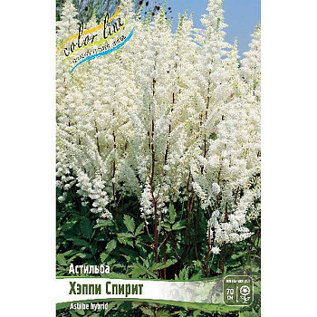 Астильба Хэппи Спирит 2/3 n 1 шт