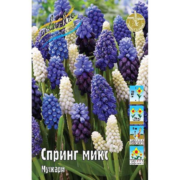 10528 Шоу-бокс Мускари Спринг микс 5/7-8/9 150 шт