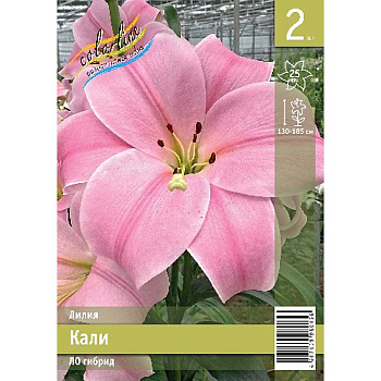Лилия Кали 10/12 2 Эконом шт