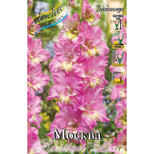 Гладиолус Москва 10/12 100 шт Шоу-бокс 8742