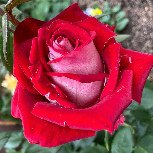 Роза чайно-гибридная Люксор Садовита