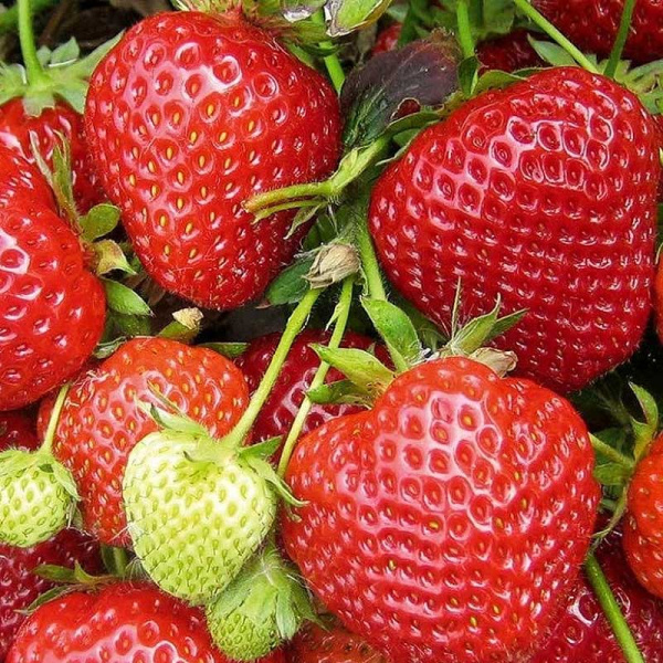 Земляника садовая ремонтантная Кантус (цена за 40 шт) ОСП