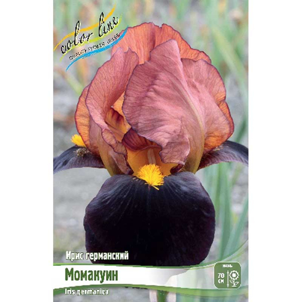 Ирис Германский Момакуин I 25 шт Биг-пак 9698