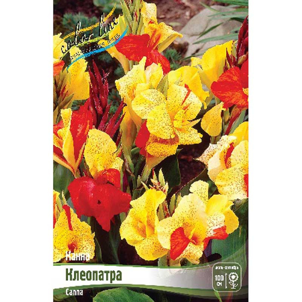 Канна (Коричн) Клеопатра I 15 шт Шоу-бокс 8692