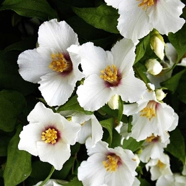 Чубушник Белле Этоль P9