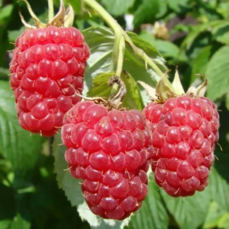 Малина Дельбар Манифик Садовита