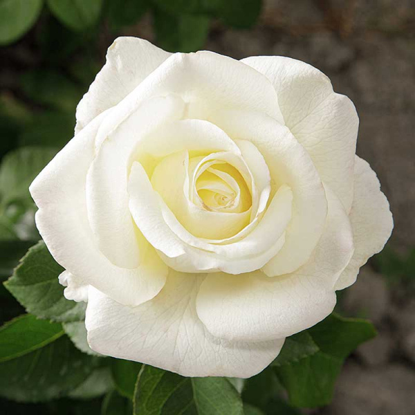 Роза чайно-гибридная Акито Садовита