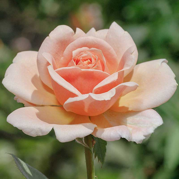 Роза шраб Литтл Будда Садовита