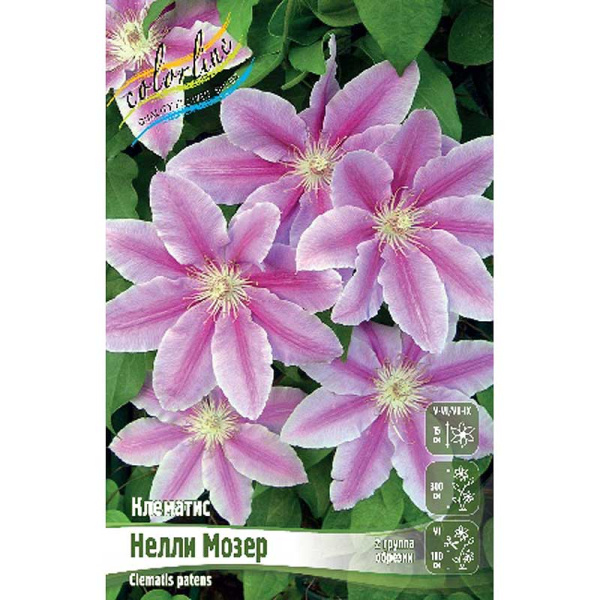 Клематис Нелли Мозер I 2 шт