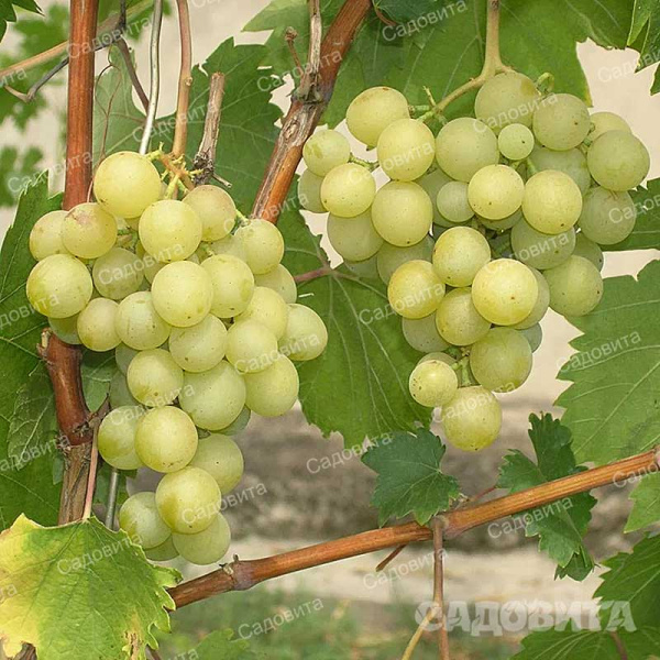 Виноград Галбена Ноу очень ранний Садовита