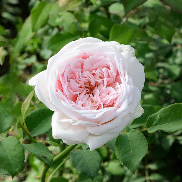 Роза плетистая Клэр Роуз Садовита