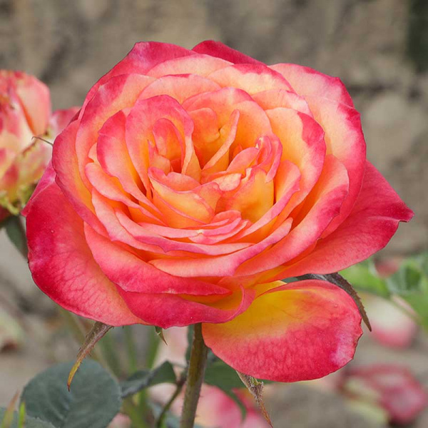 Роза чайно-гибридная Утопия Садовита