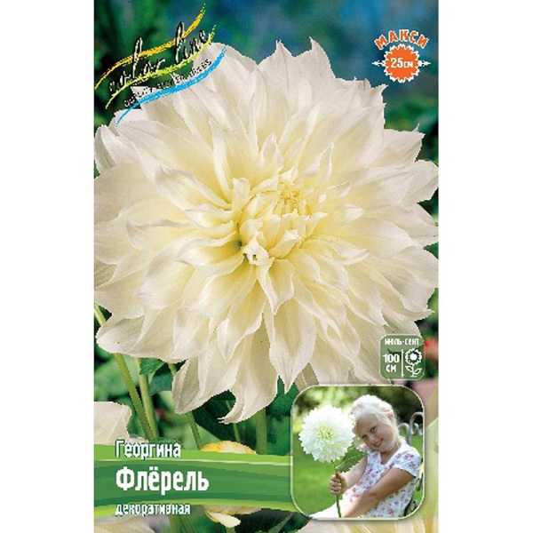 Георгина Флёрель I 15 шт Шоу-бокс 8903 