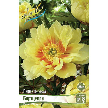 Пион Ито Бартцелла 3/5 n 1 шт