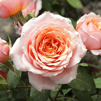 Роза шраб Уильям Кристи Садовита