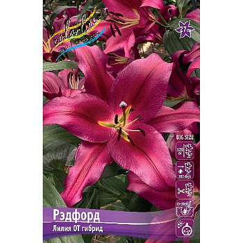 Лилия Рэфорд 14/16 25 шт Биг-пак 10420