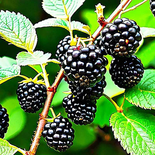 Ежевика Виктория Садовита