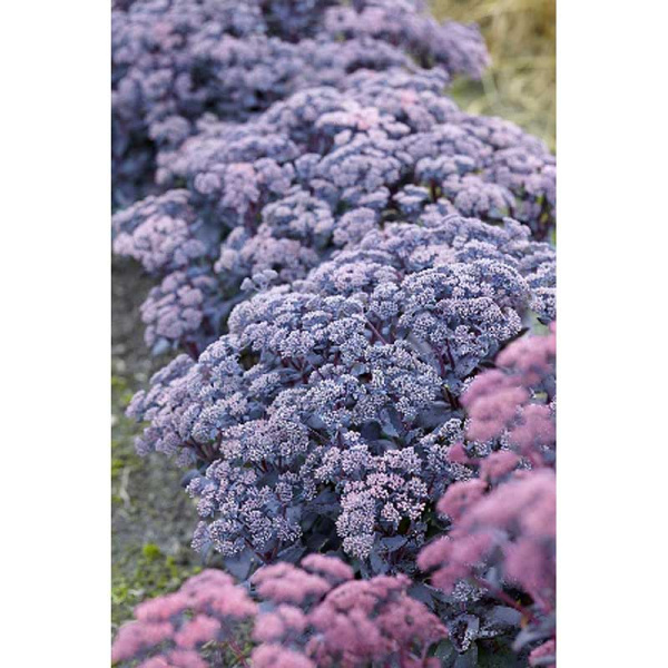 2211 Биг-Пак Очиток Моджаве Джевел Сапфир I 25 шт