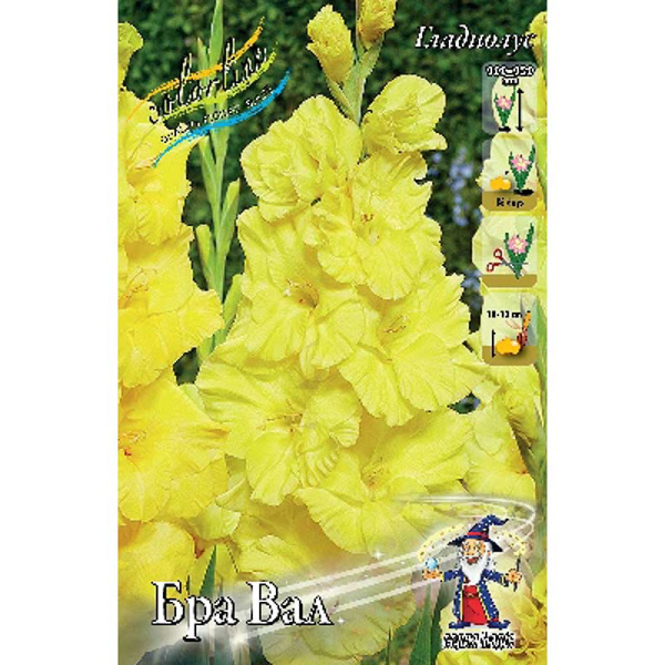 11054 Шоу-Бокс Гладиолус Бра Вал 12/14 100 шт 