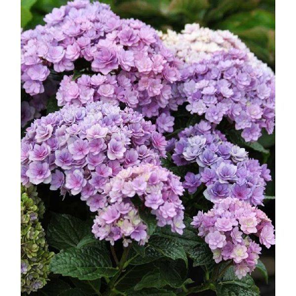 Гортензия Крупнолистовая Тугезе P12