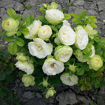 Роза Флорибунда Лемон Рококо Садовита