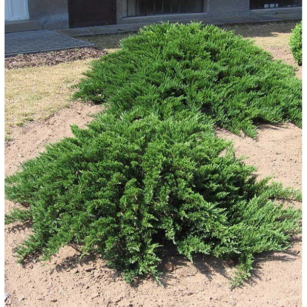 Можжевельник Средний Минт Джулеп P9