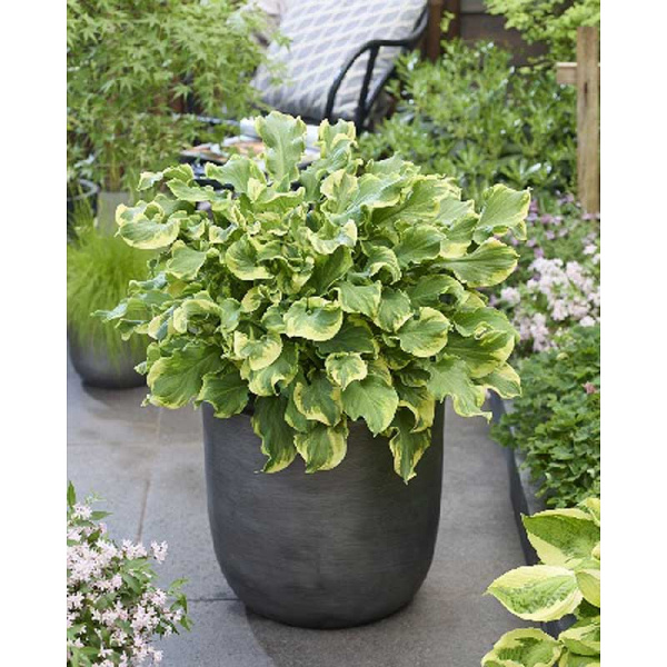 Хоста Уиии! I 1 шт 