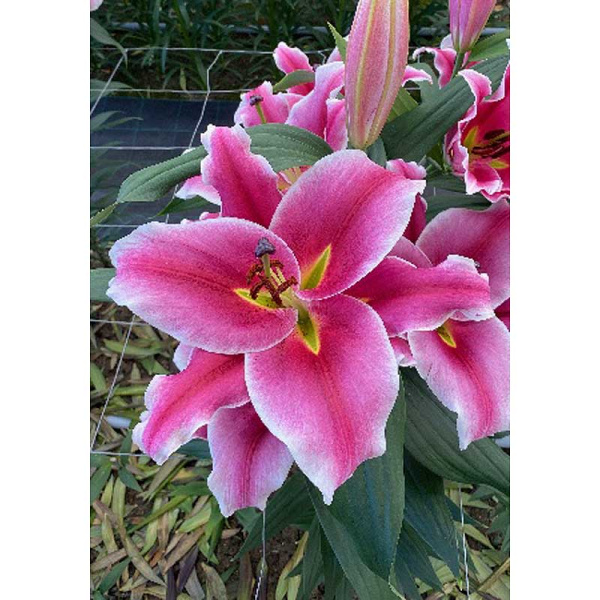 Лилия Балатон 14/16 1 Эконом шт 