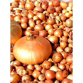 Лук-севок СТУРОН (SP) 10-21 25кг +/-5% (цена за мешок) 