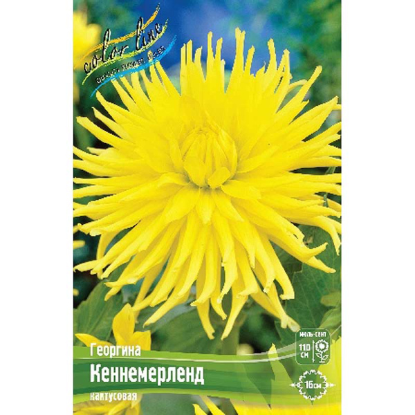 Георгина Кеннемерленд I 1 шт