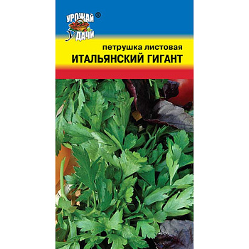 Петрушка Итальянский гигант листовая Урожай у дачи Ц