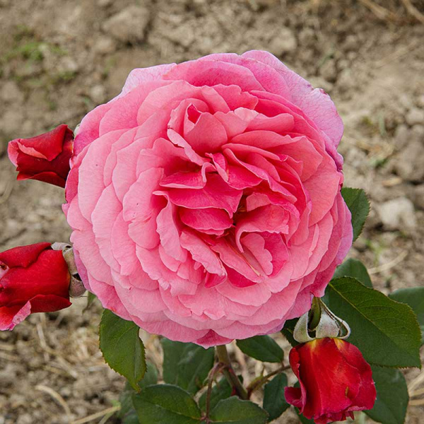 Роза шраб Ладюре Садовита