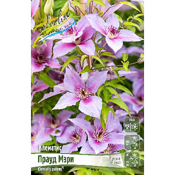 Клематис Прауд Мэри I 25 шт Биг-Пак 5967 