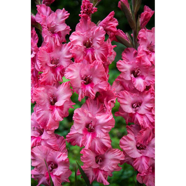 10402 Шоу-Бокс Гладиолус Кингстон Фриззлс 12/14 100 шт 