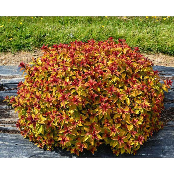 Спирея Японская Мерло Стар P9 шт