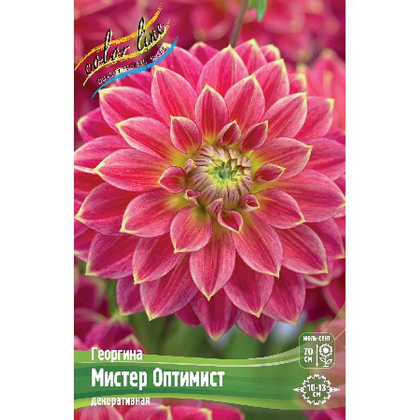 Георгина Мистер Оптимист I 15 шт Шоу-бокс 8918 