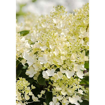 Гортензия Метельчатая Милк Энд Ханни P12