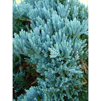 Можжевельник Горизонтальный Блю Чип P9