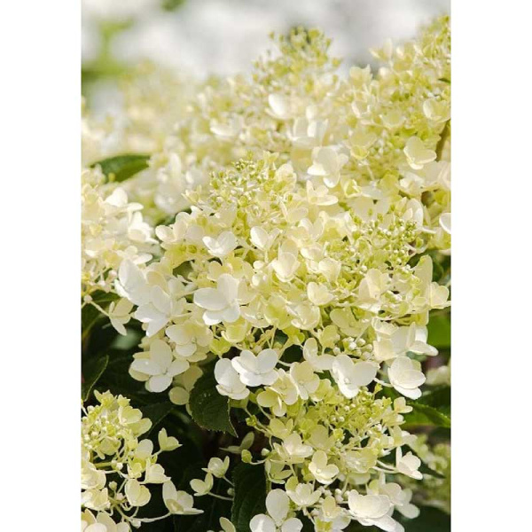 Гортензия Метельчатая Милк Энд Ханни P12