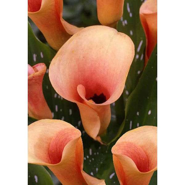 Калла Окланд 12/14 2 шт