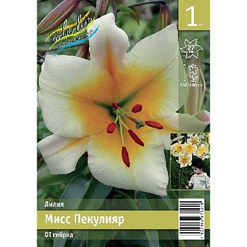 Лилия Мисс Пекулияр 12/14 1 Эконом шт 